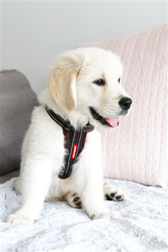 EzyDog Chest Plate Harness with Reflective Stitching