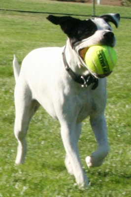 Mini Squeak Tuff Balls 1.8" in BULK