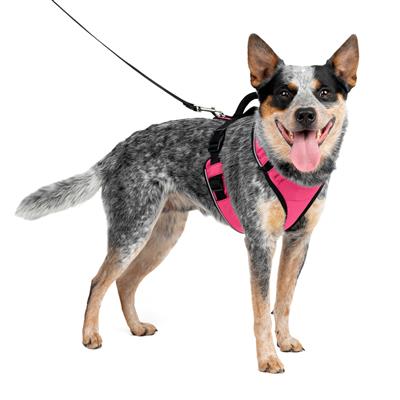 EasySport Harness