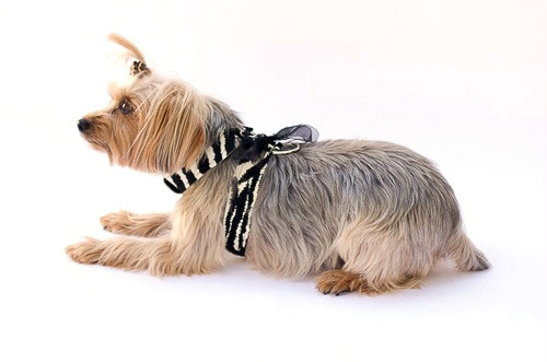 Parisian Dog Harness: Zebra