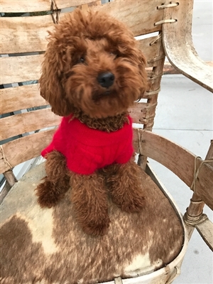 Luxury Preppy Angora Blend Polo, Red