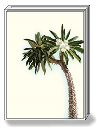 Madagascar Palm Box Notes (1 box/pk)