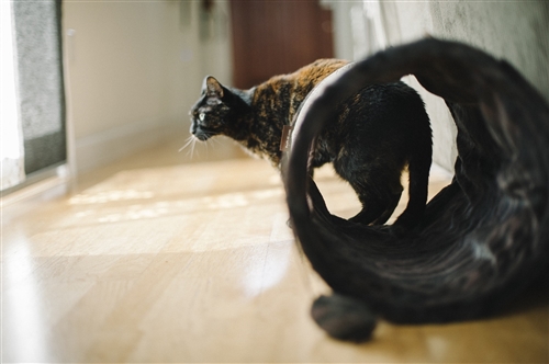 Purr & Pounce Cat Tunnel
