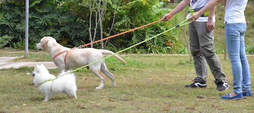 Green Adjustable 2-In-1 Dog Leash And Harness