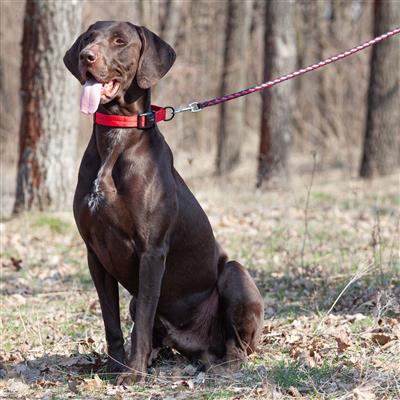 Dogline Soft Leather Dual-Color Braided Round Lead