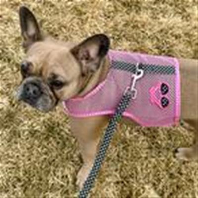 Cool Mesh Dog Harness Under the Sea Collection - Sunglasses Pink and Black Polka Dot