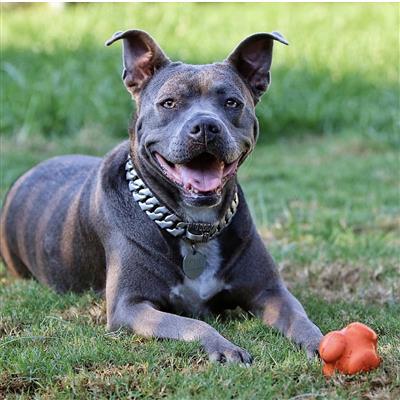 SP Crazy Bounce Retrieving & Chewing Toy