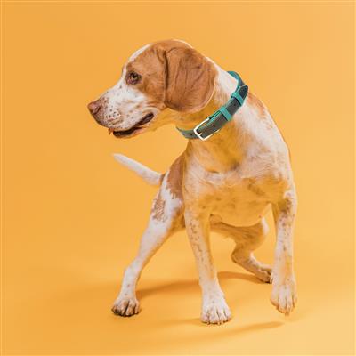 Dogline Soft Leather Dual-Color Flat Collar