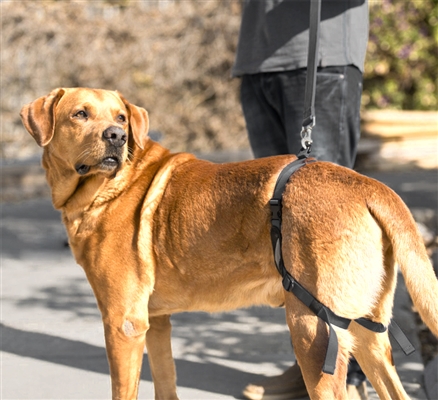 EZ Dog By Ritmax Rear Harness