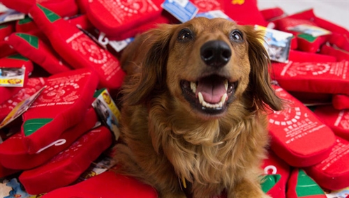 Sriracha Dog Toy  